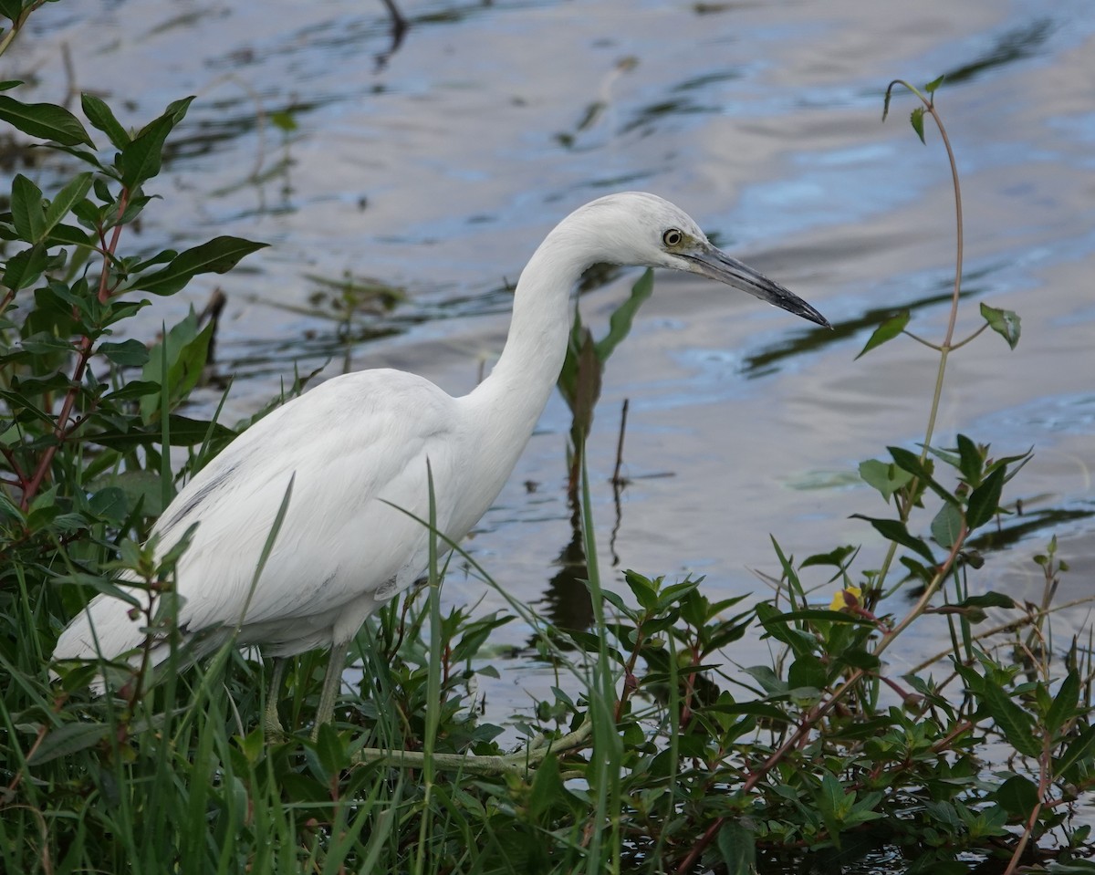 Little Blue Heron - ML615759667