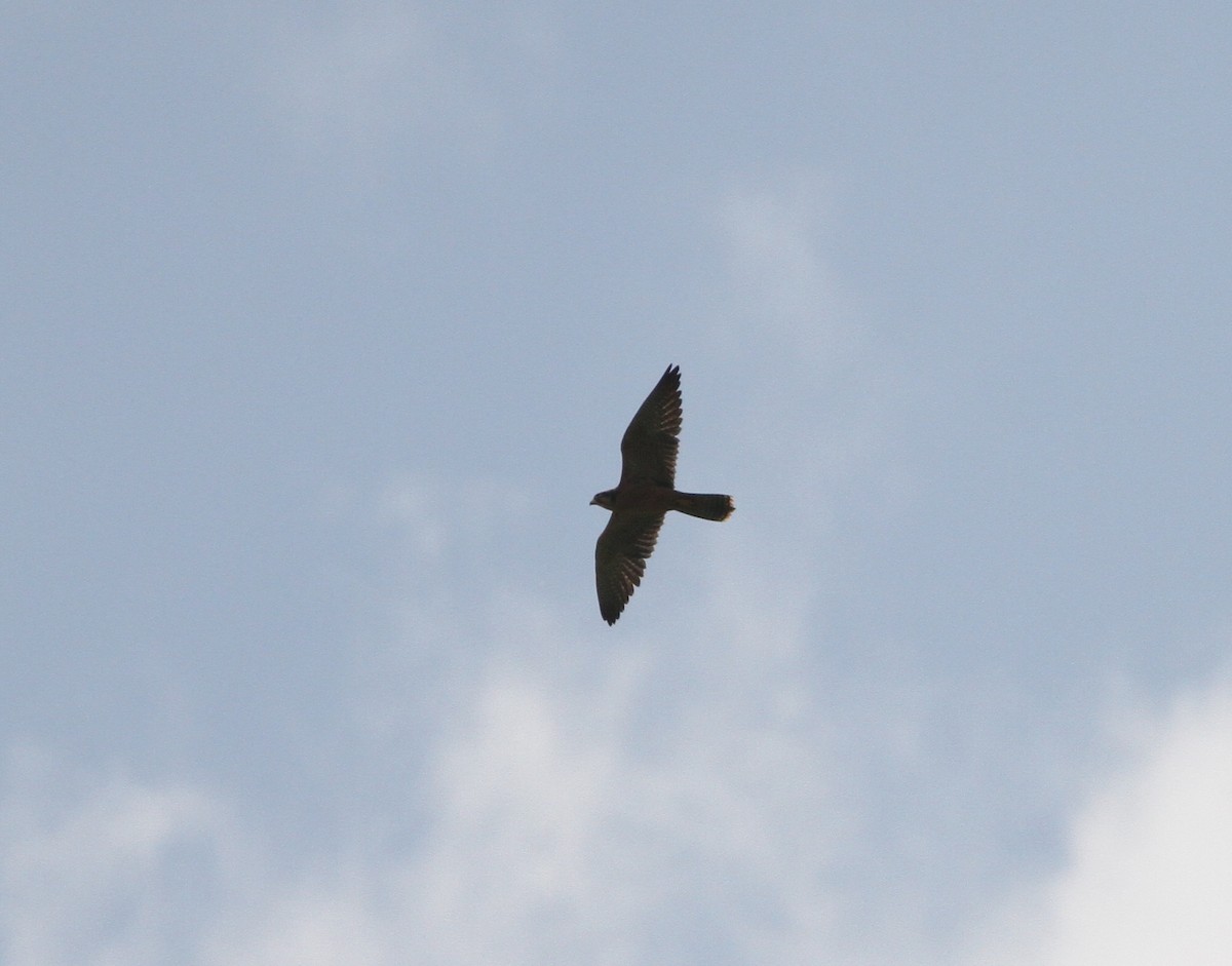 Lanner Falcon - Michael Harvey