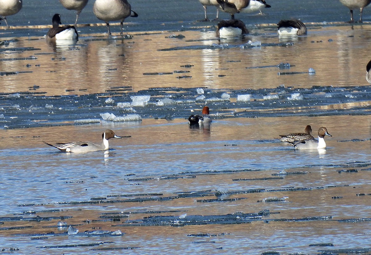 Northern Pintail - ML615759701