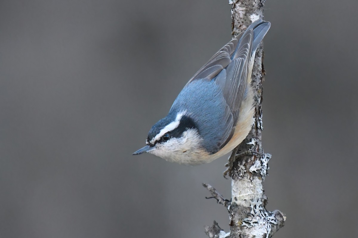 Red-breasted Nuthatch - ML615759709