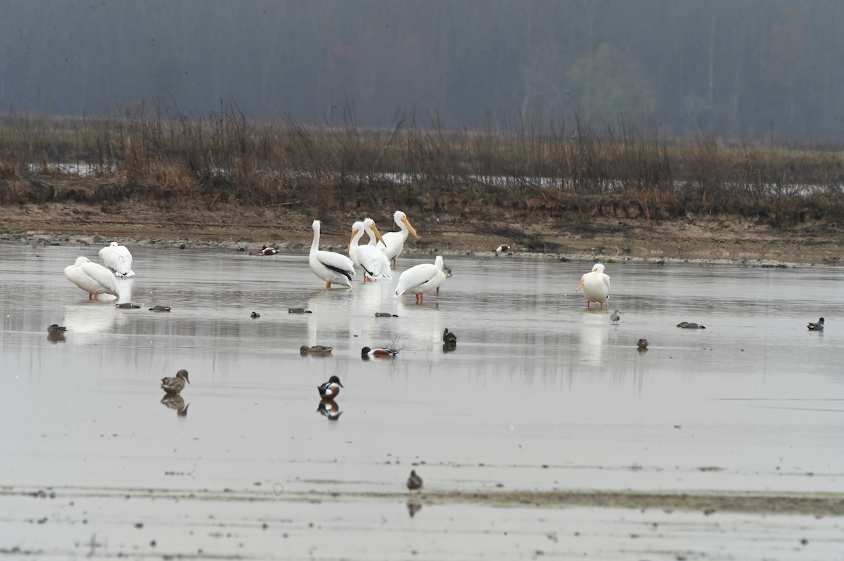 American White Pelican - ML615759716