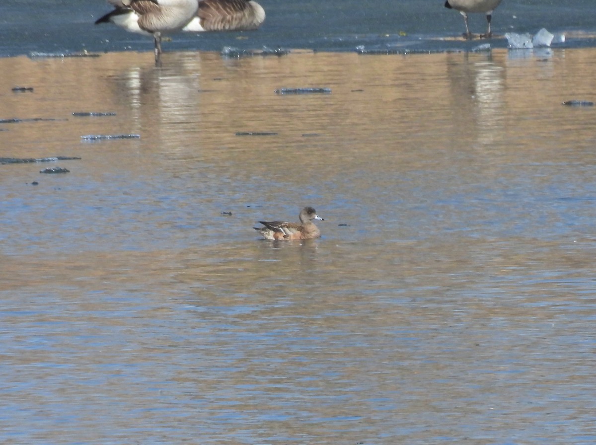 American Wigeon - ML615759831