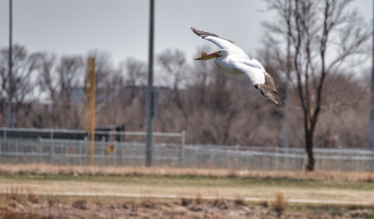 American White Pelican - ML615759874