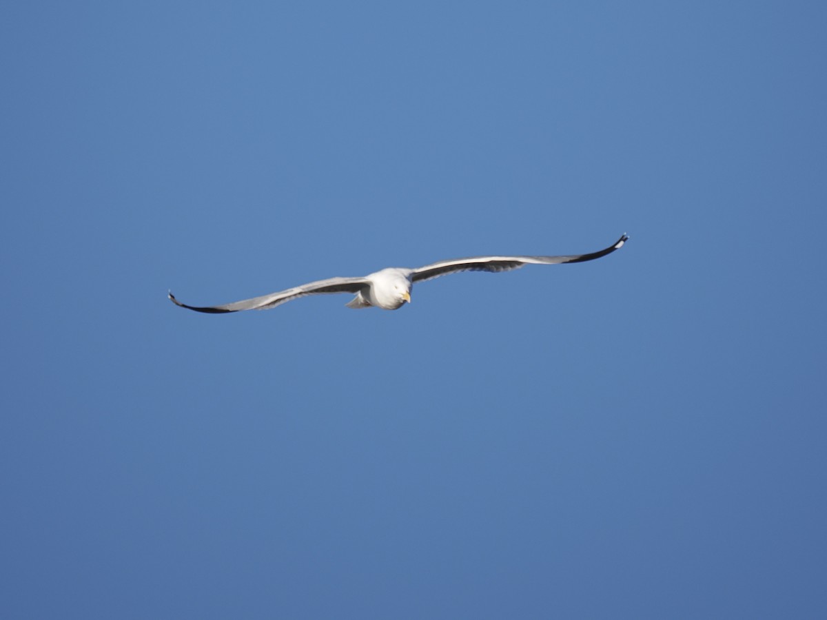 Herring Gull - Bruce Gates