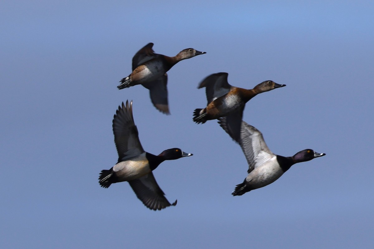 Ring-necked Duck - ML615759939
