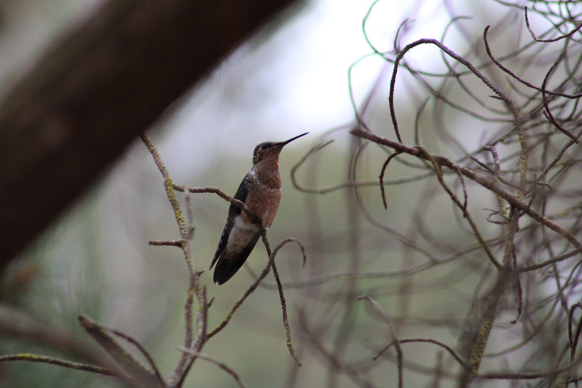 kolibřík velký - ML615759969