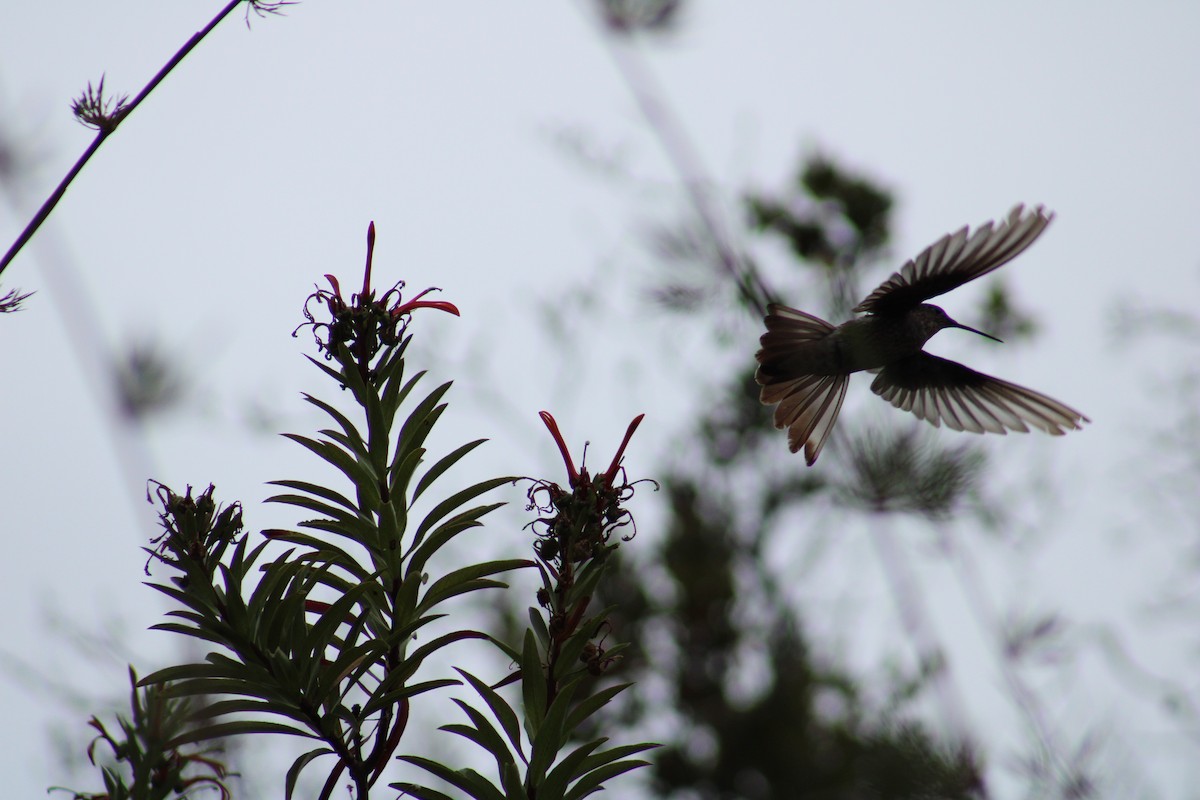 kolibřík velký - ML615759973