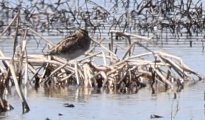 Wilson's Snipe - Karin Pelton