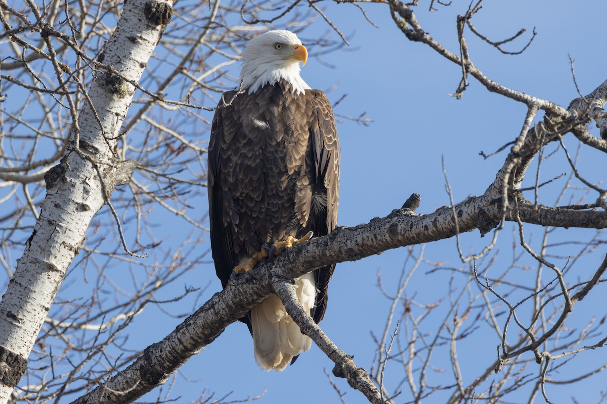 Bald Eagle - ML615759984