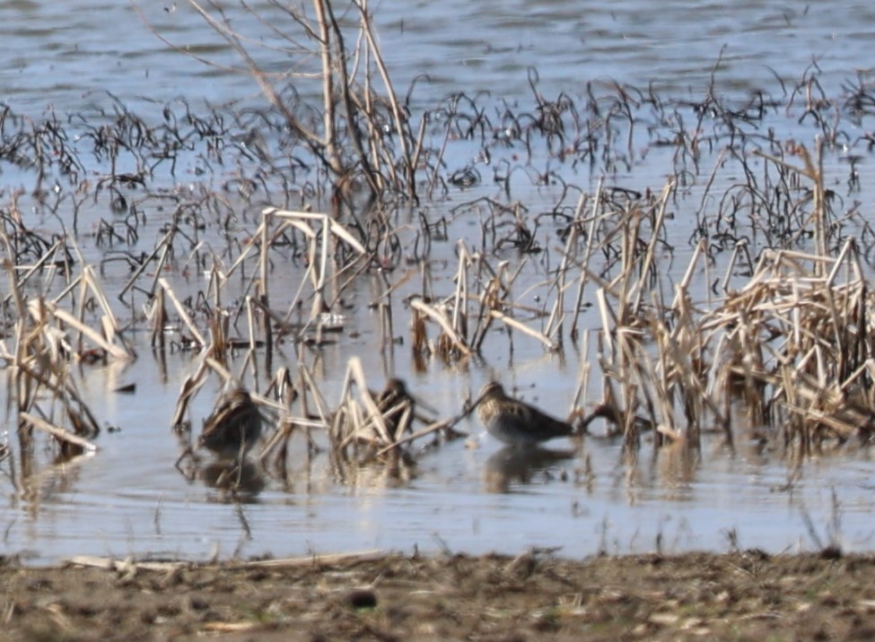 Wilson's Snipe - Karin Pelton