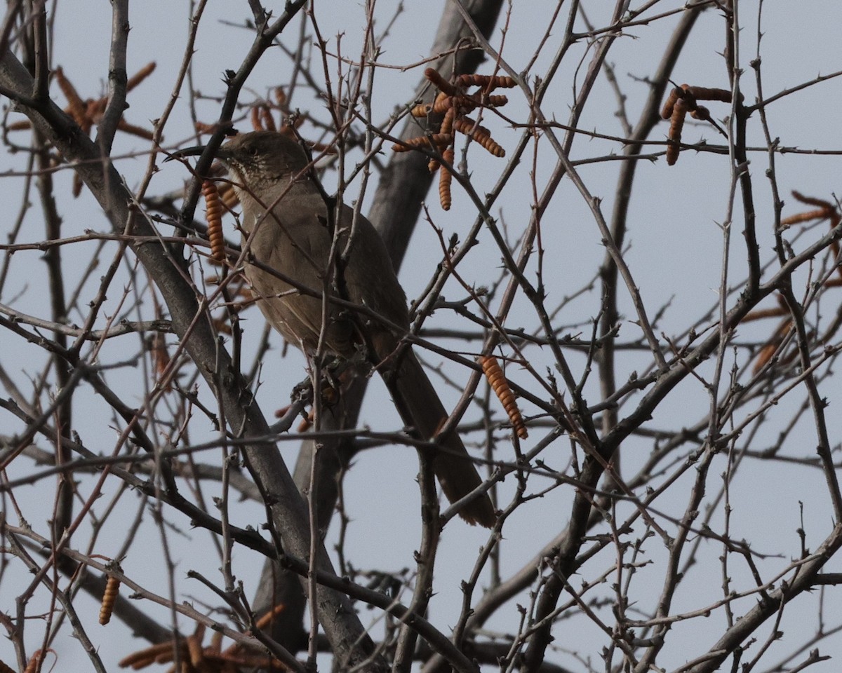 Crissal Thrasher - ML615760024