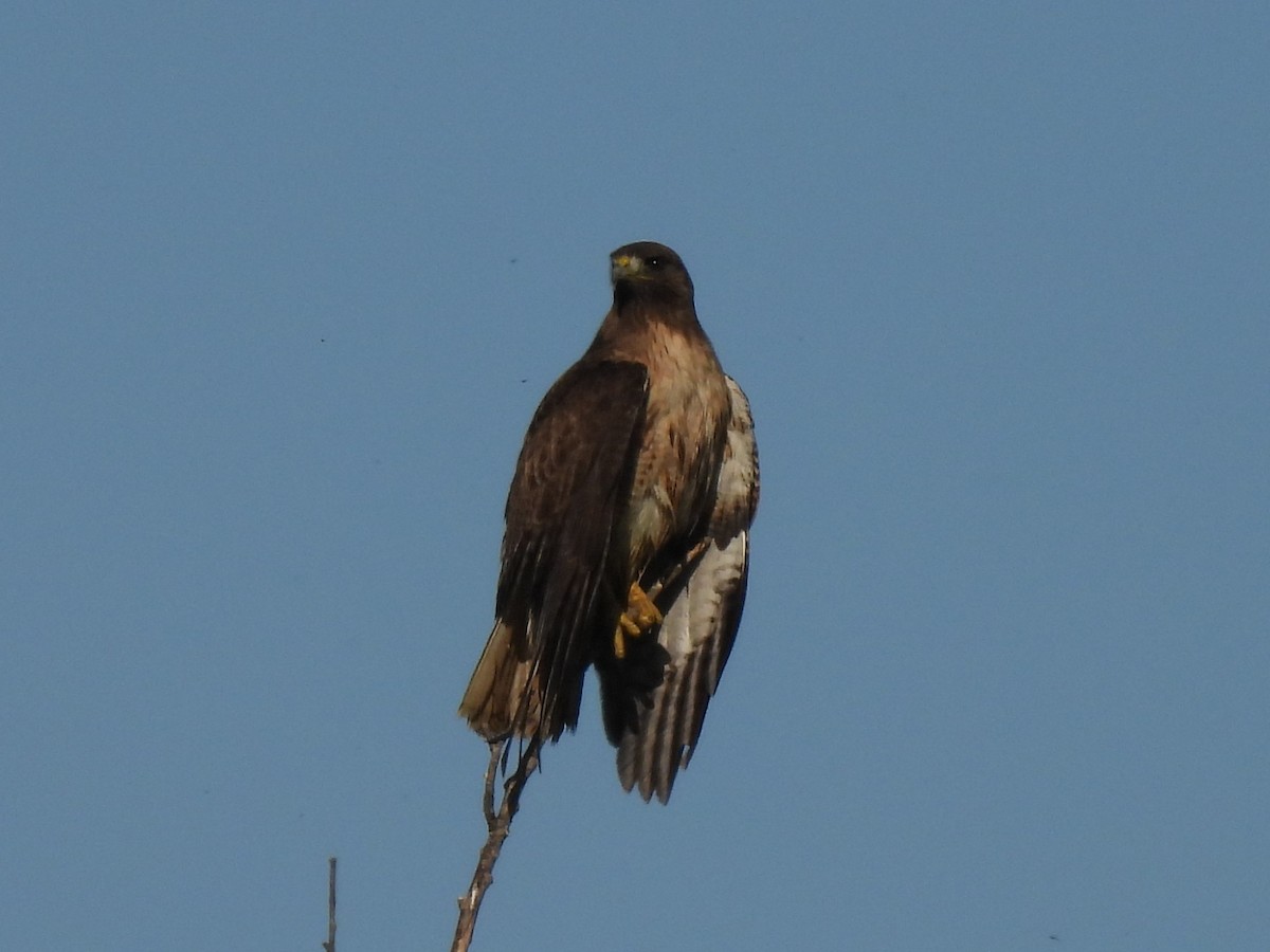Red-tailed Hawk - ML615760053