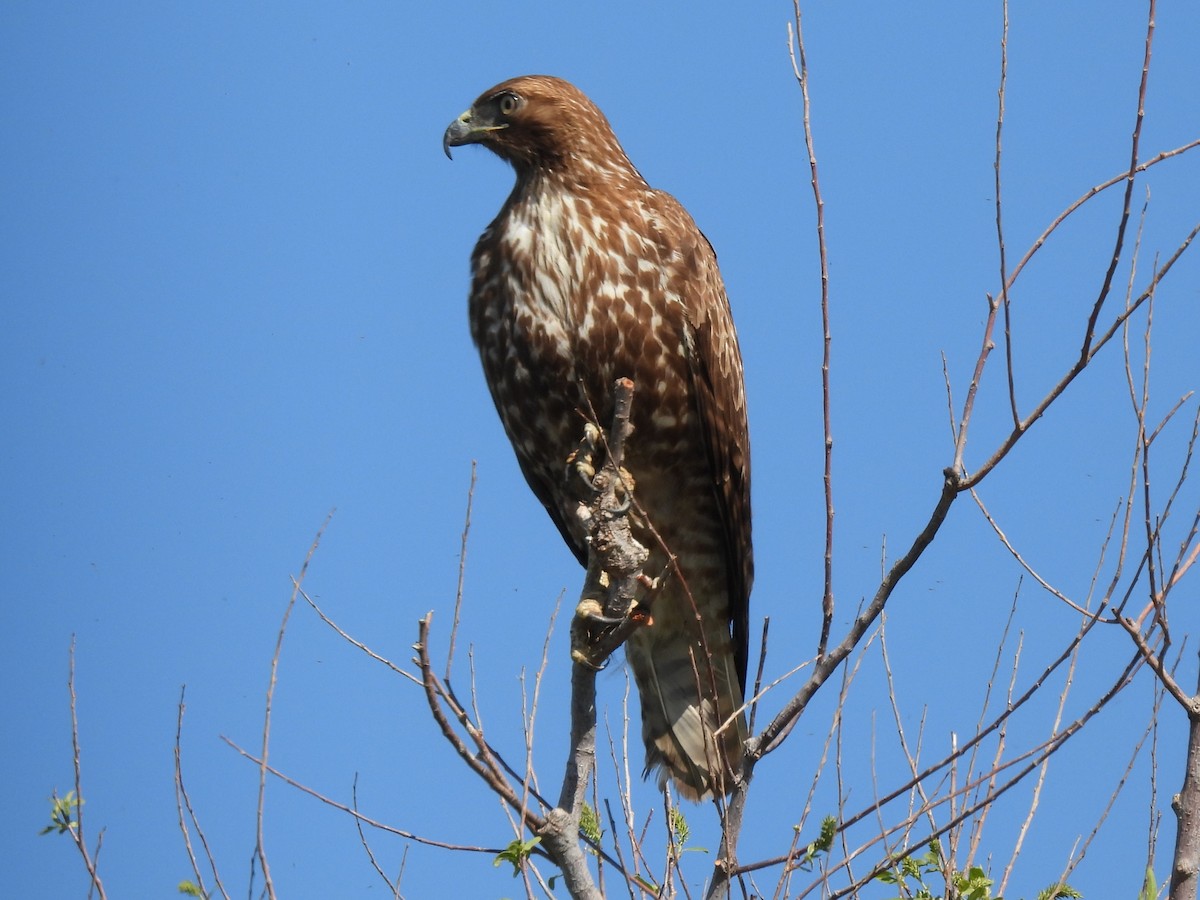 Red-tailed Hawk - ML615760054