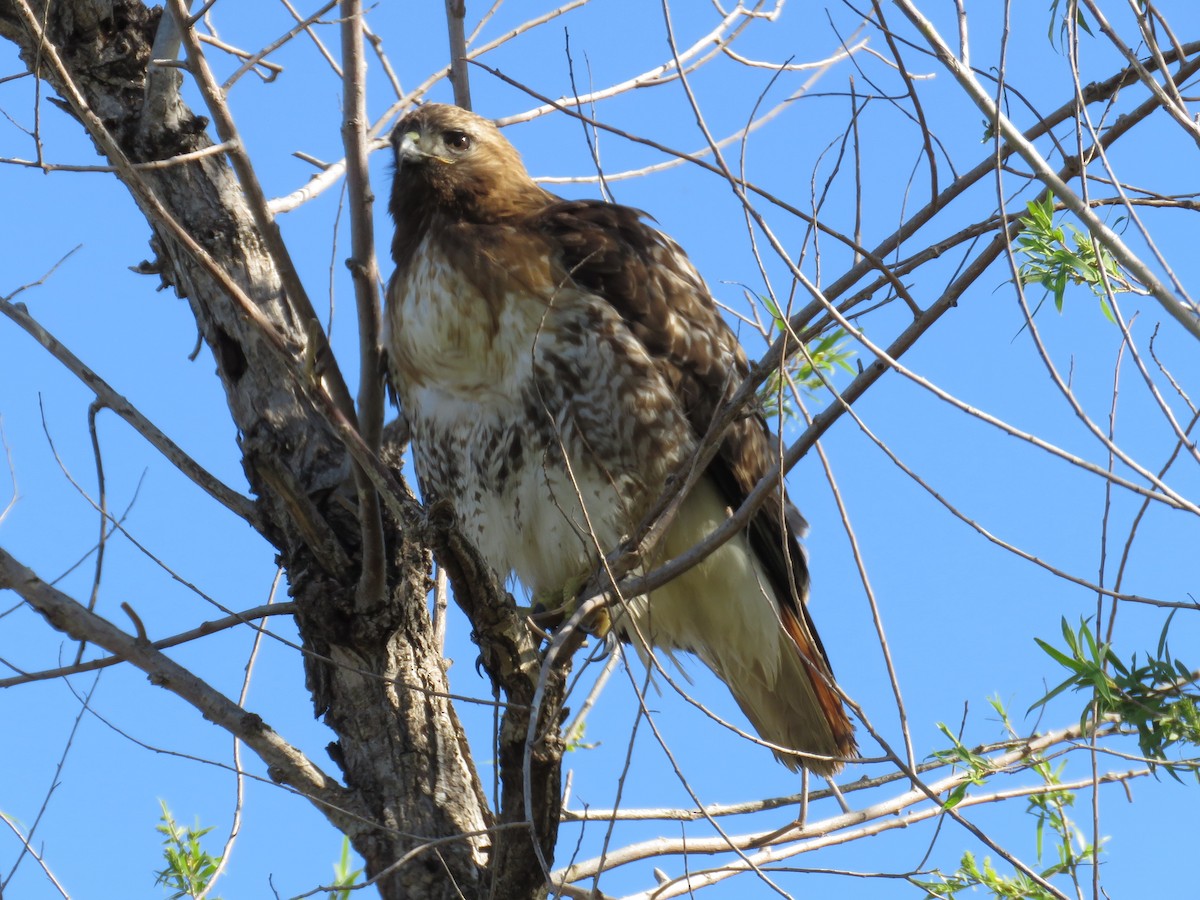 Red-tailed Hawk - ML615760056