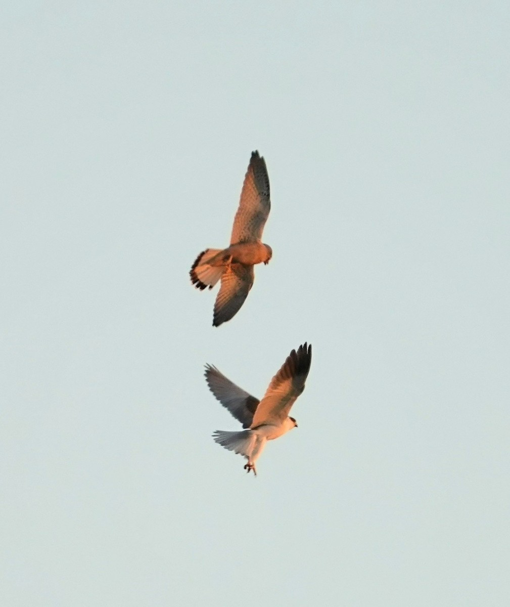 Black-winged Kite - ML615760109