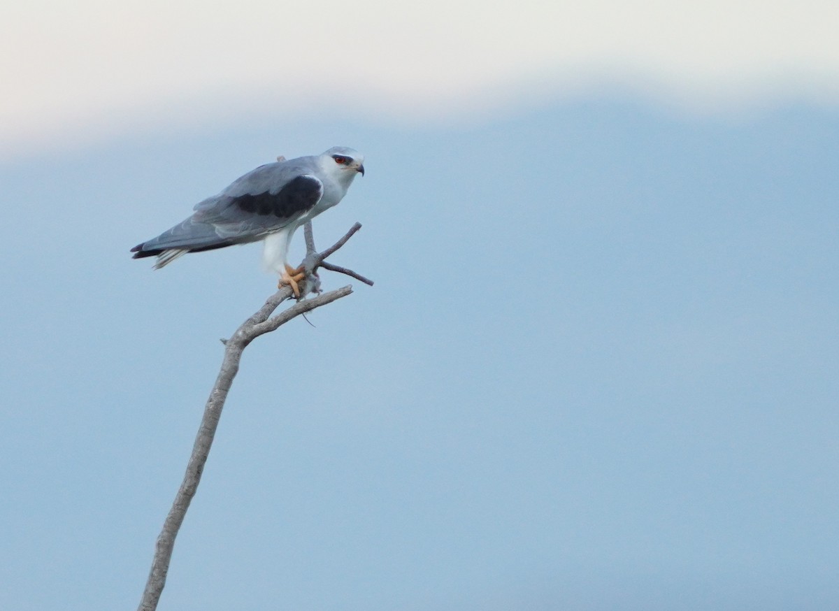 Black-winged Kite - ML615760110