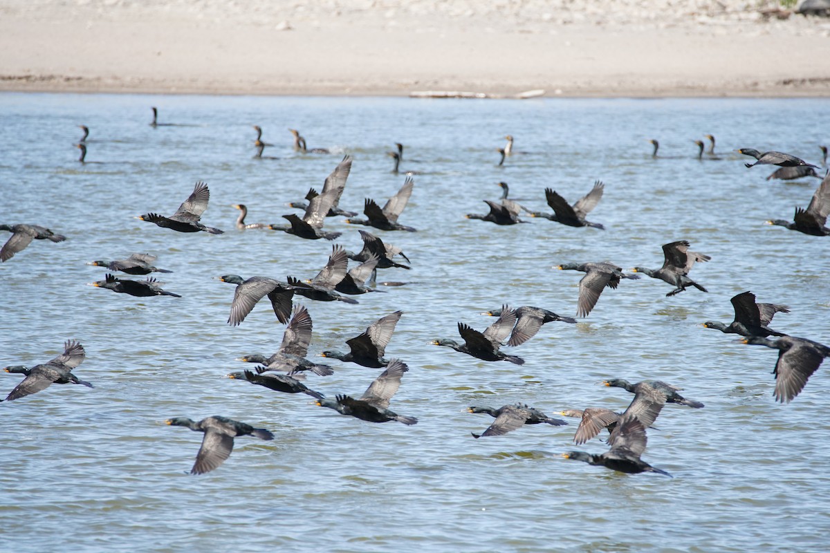 Double-crested Cormorant - ML615760121