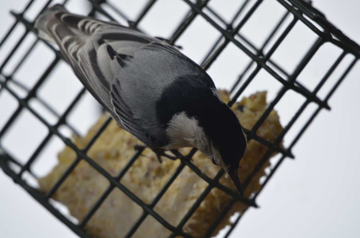 White-breasted Nuthatch - ML615760211