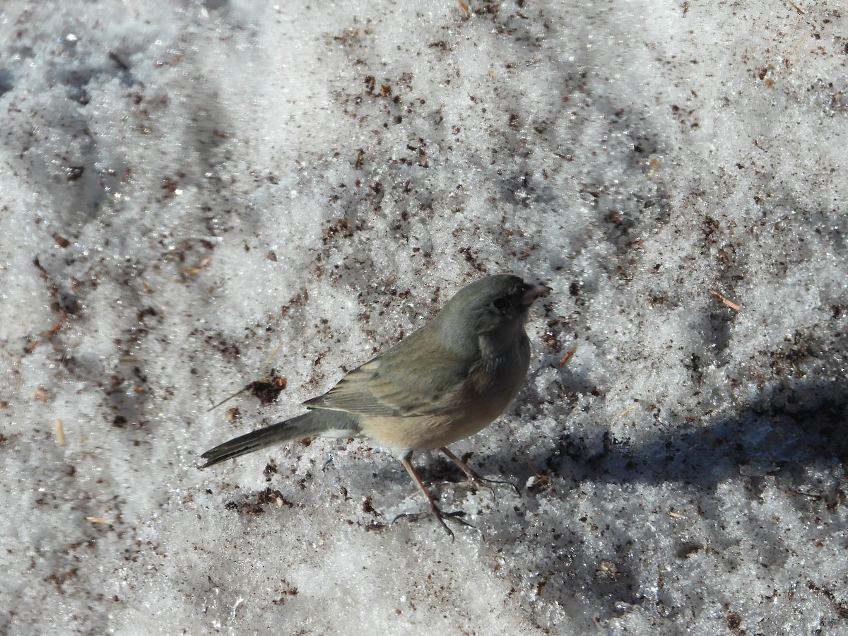 Dark-eyed Junco (Pink-sided) - ML615760240