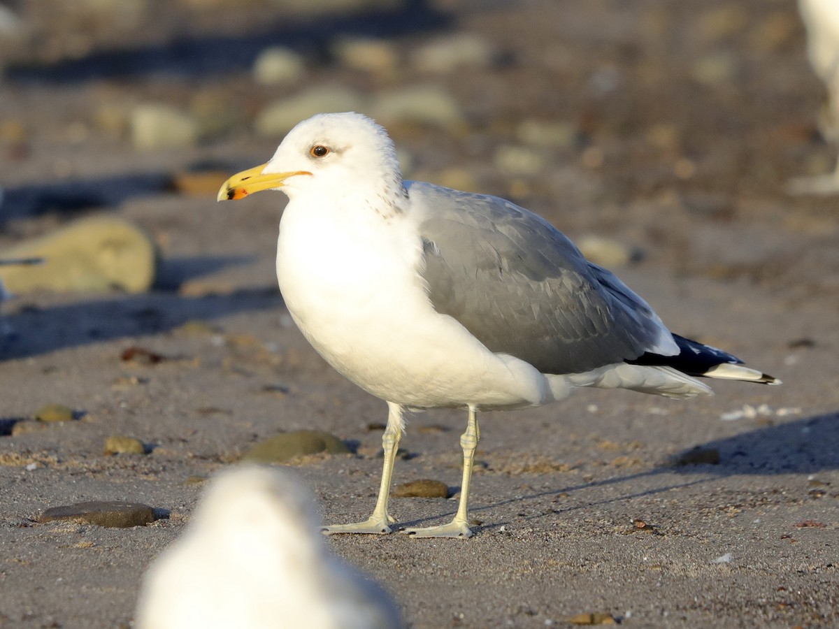 California Gull - David Wittrock