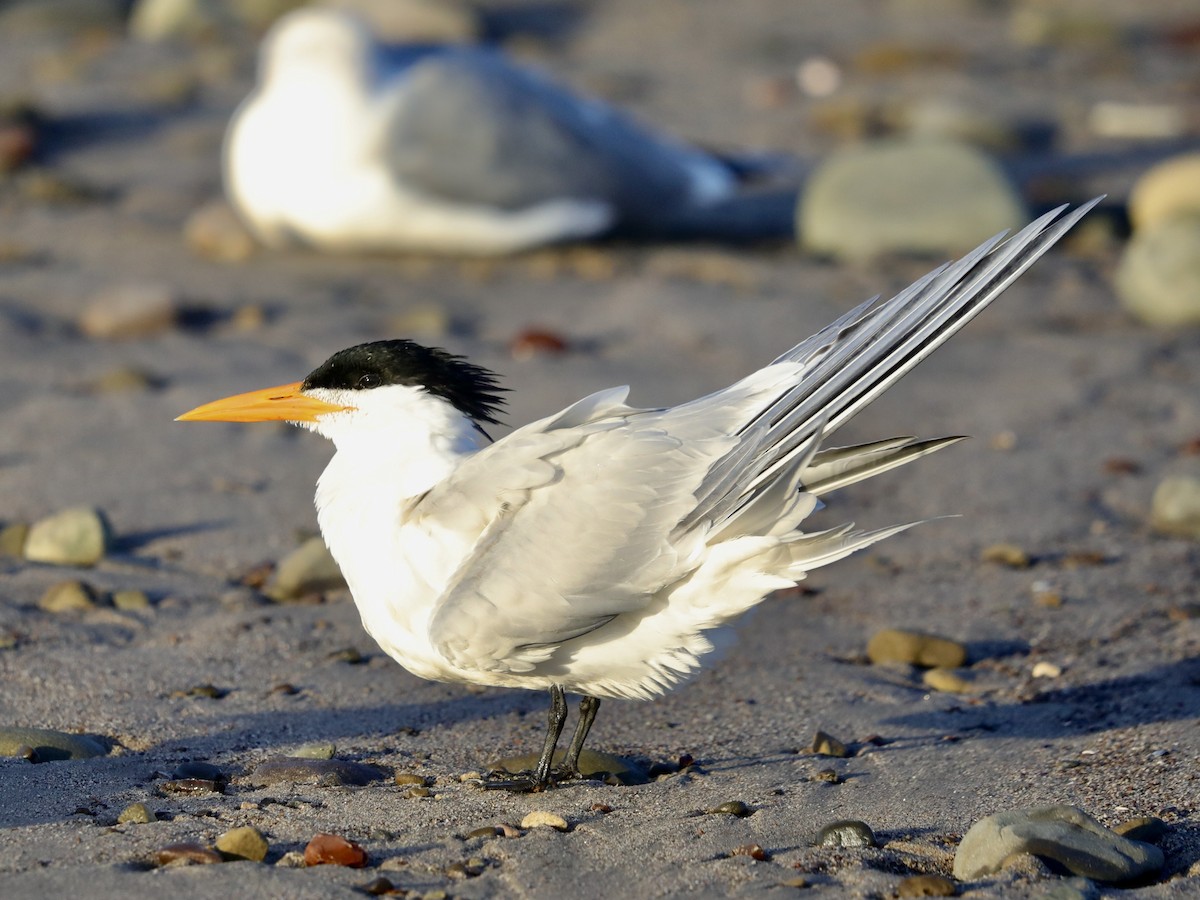 Royal Tern - David Wittrock