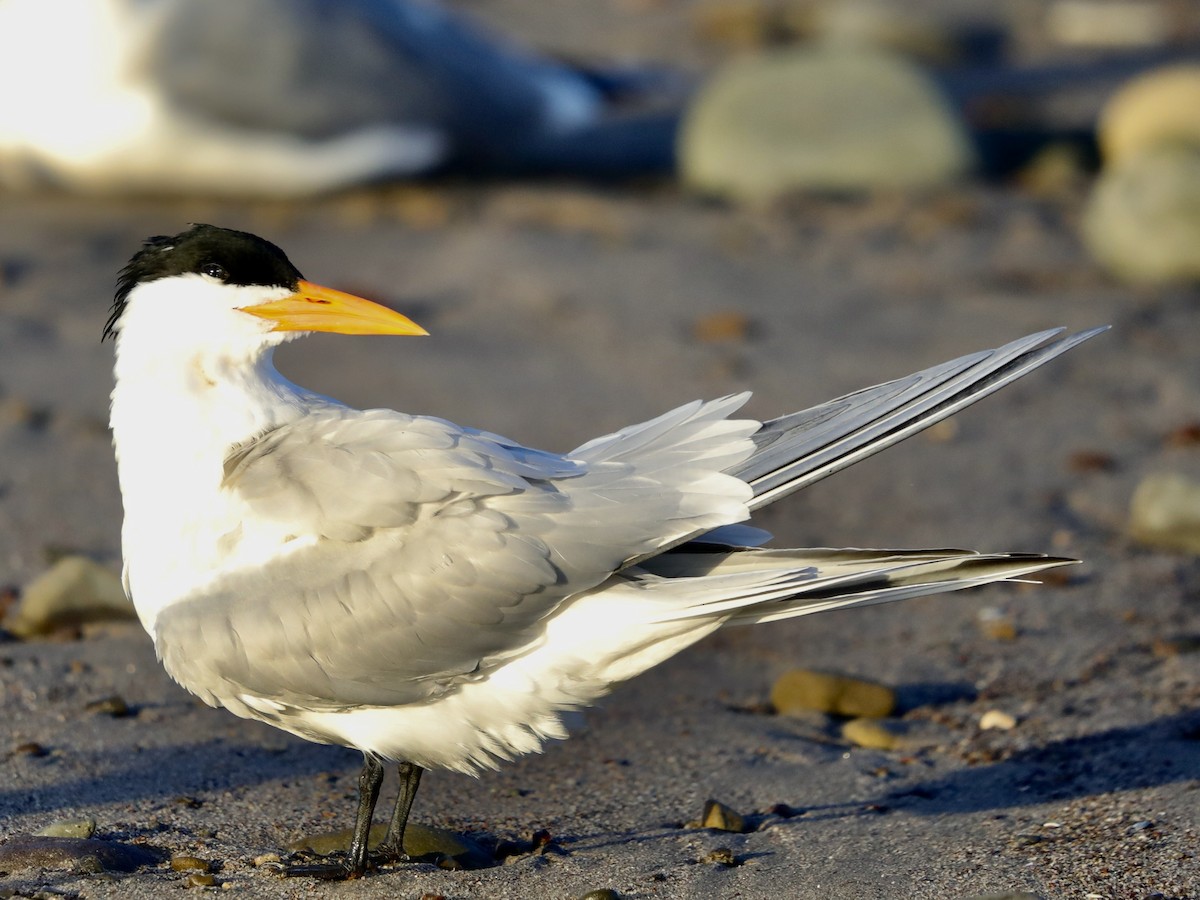 Royal Tern - David Wittrock