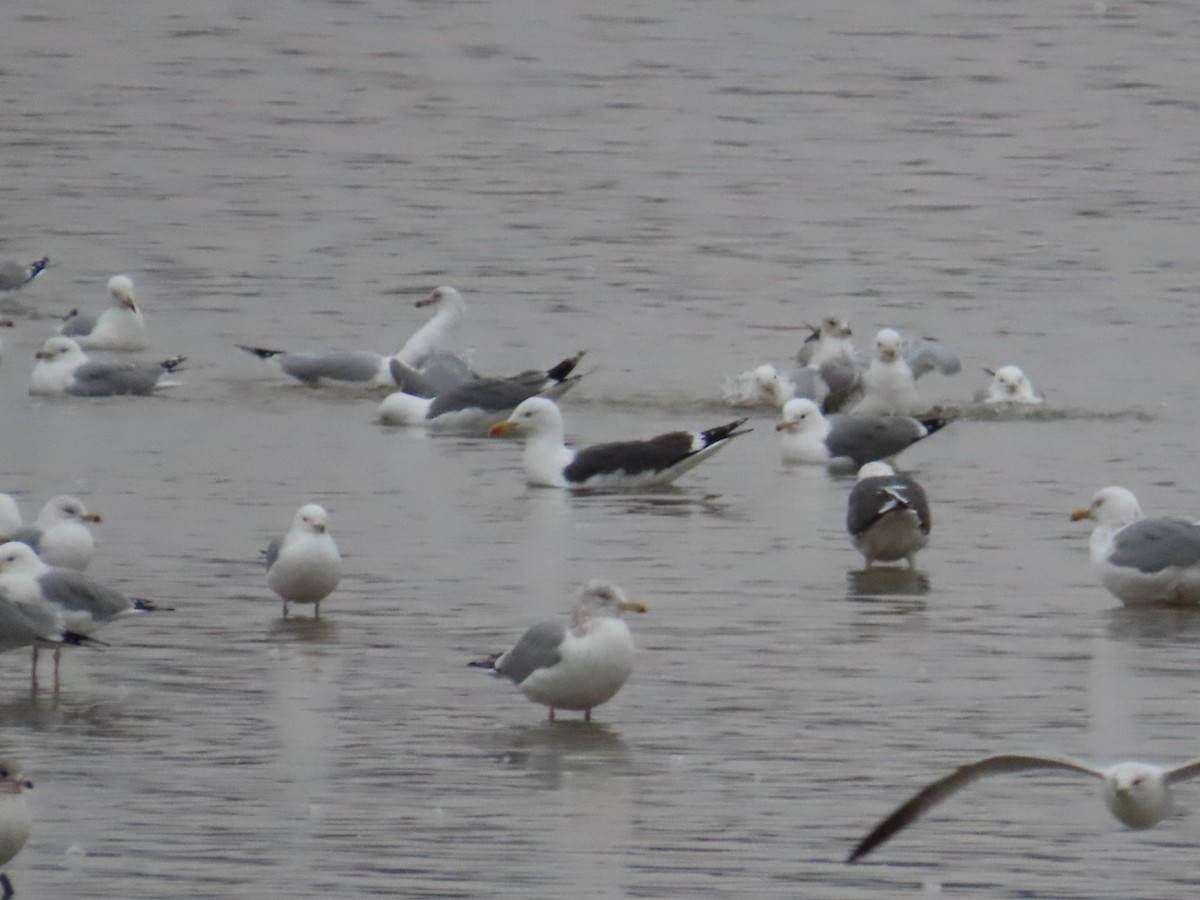 Lesser Black-backed Gull - Edward Raynor