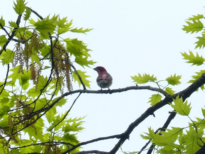 Purple Finch - ML615760309