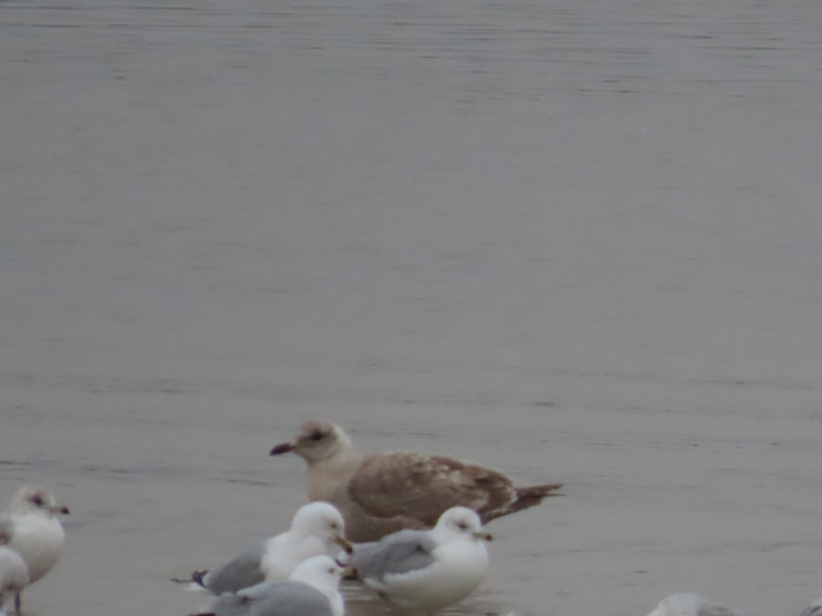 Iceland Gull (Thayer's) - Edward Raynor