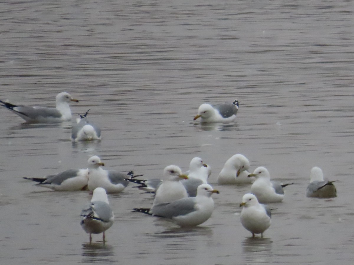 Iceland Gull (Thayer's) - ML615760339