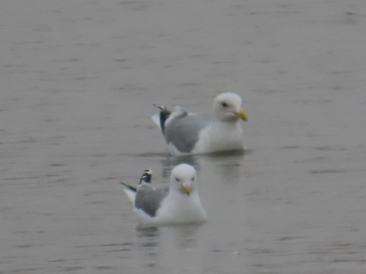 Iceland Gull (Thayer's) - Edward Raynor