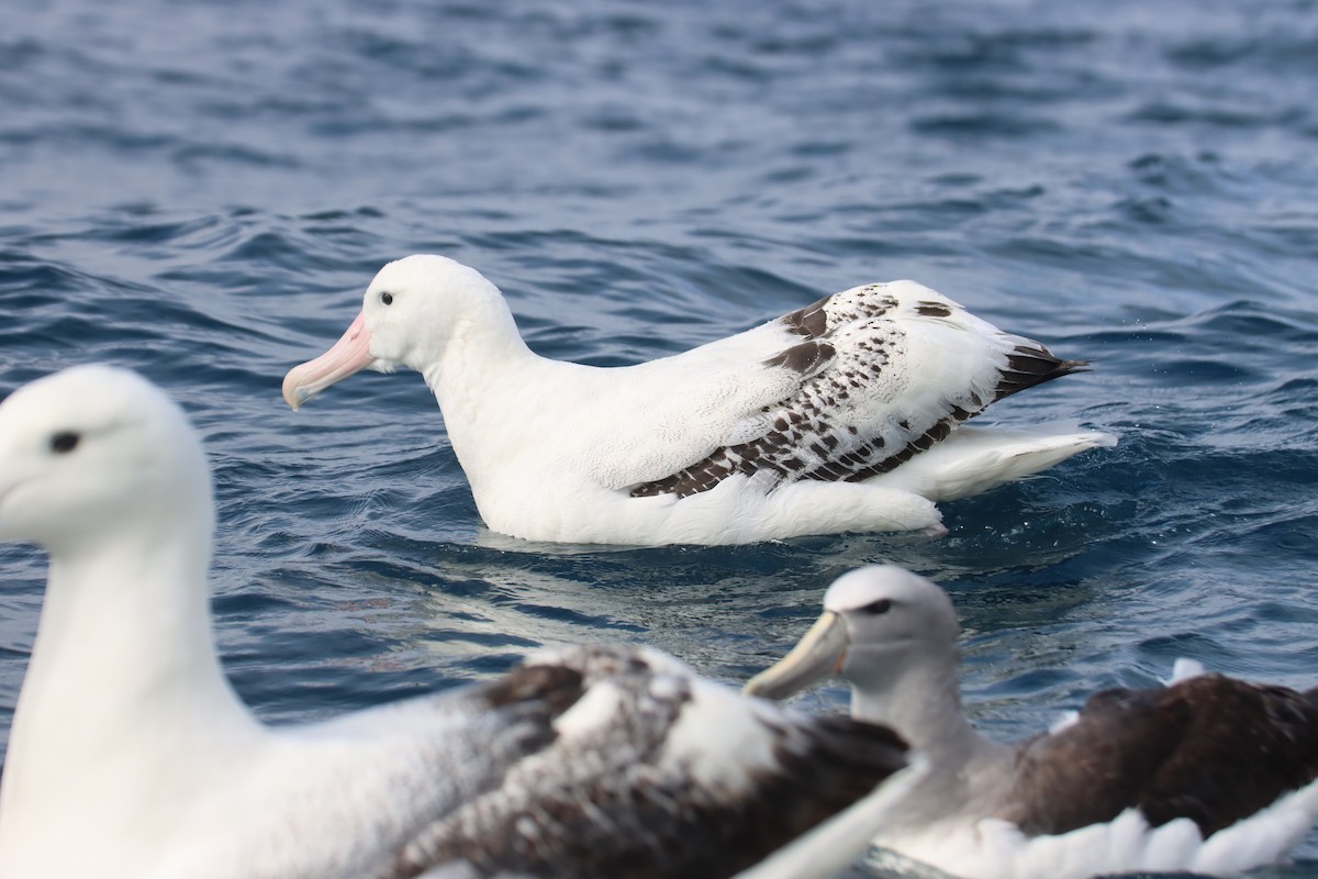 Albatros des Antipodes (gibsoni) - ML615760344