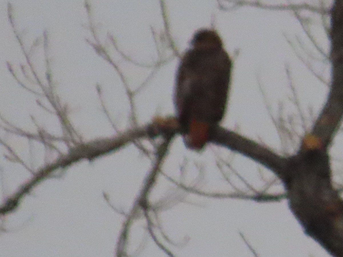 Red-tailed Hawk - Edward Raynor