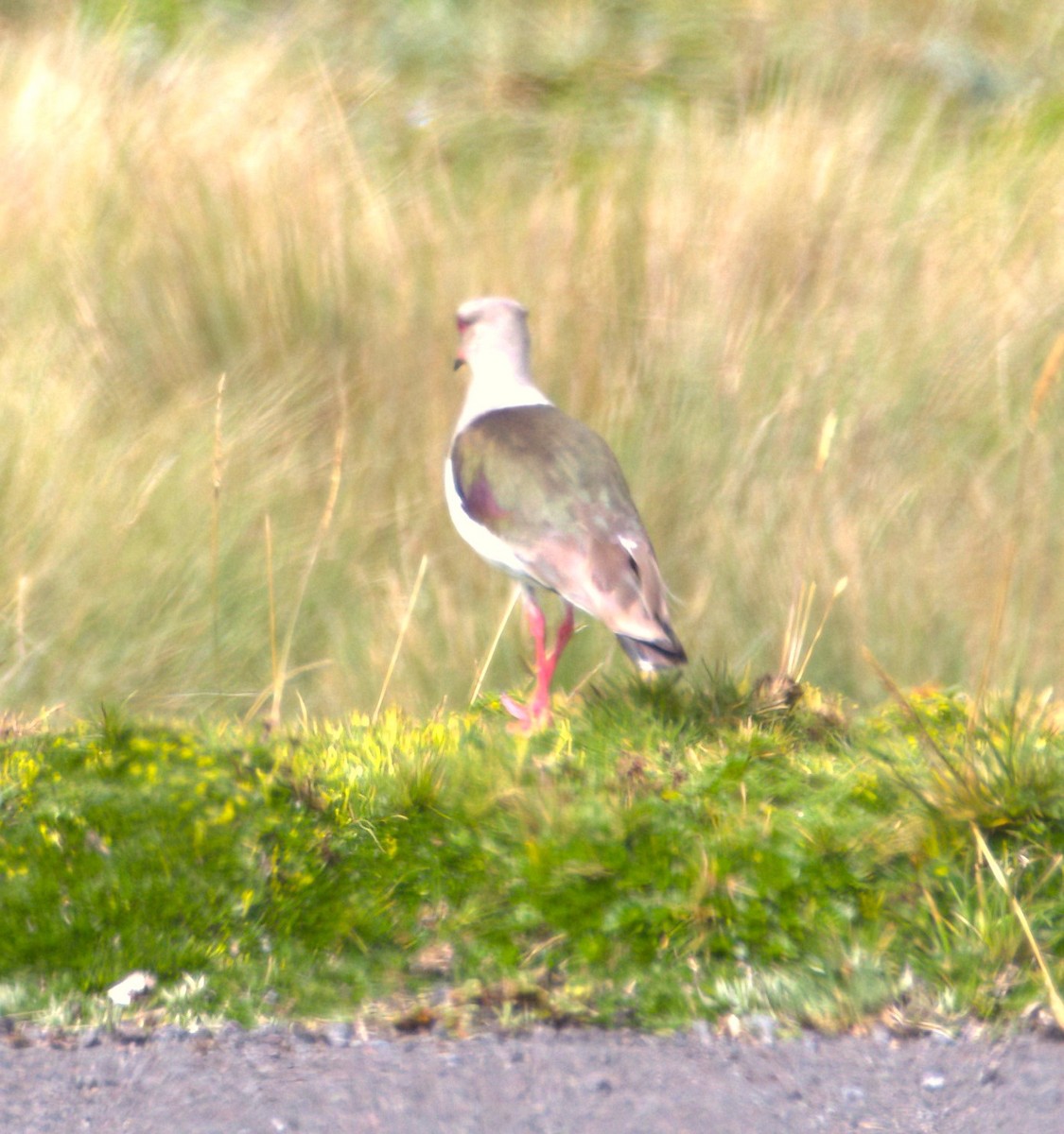 Andean Lapwing - ML615760358
