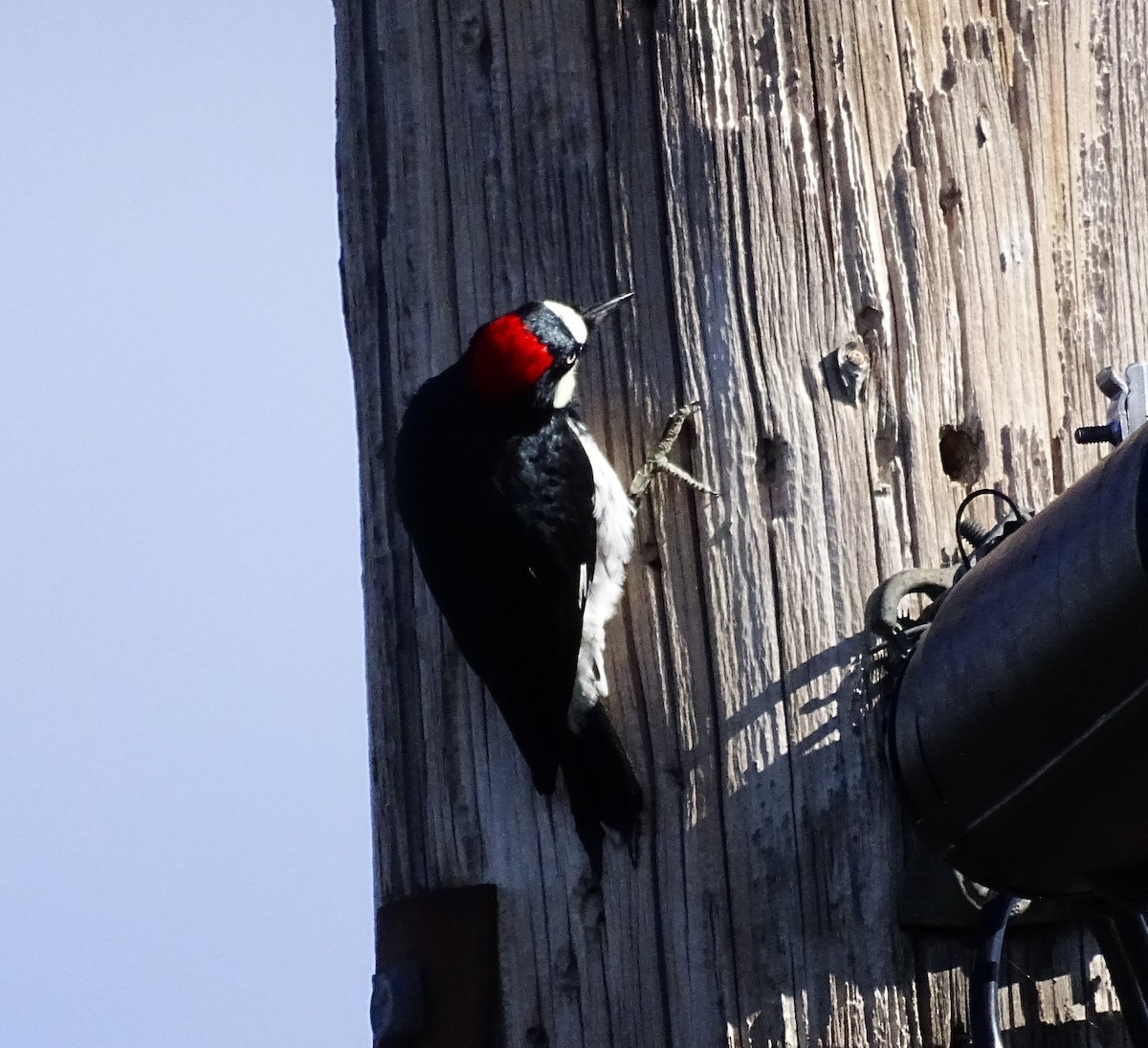 Acorn Woodpecker - ML615760478