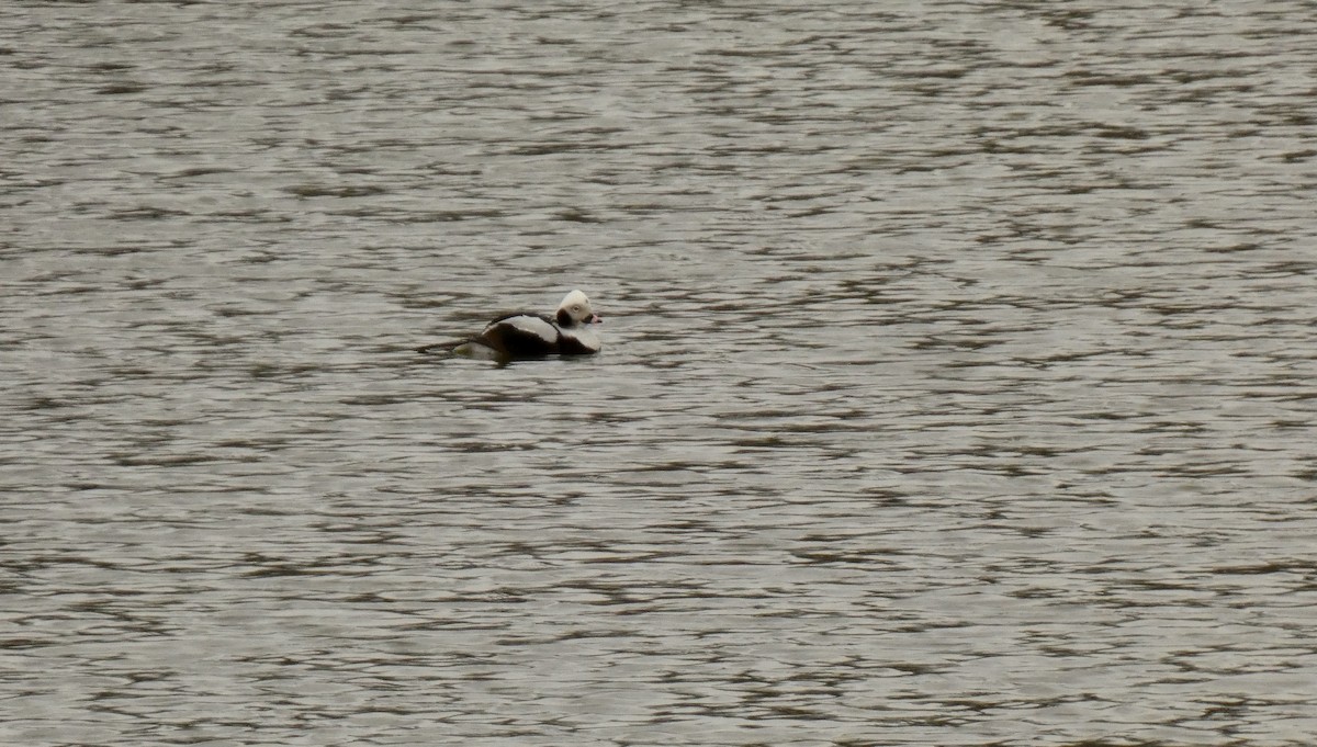 Long-tailed Duck - ML615760480