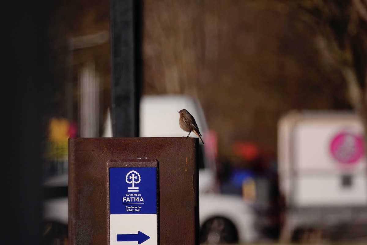 Black Redstart - Vicente Lourenço