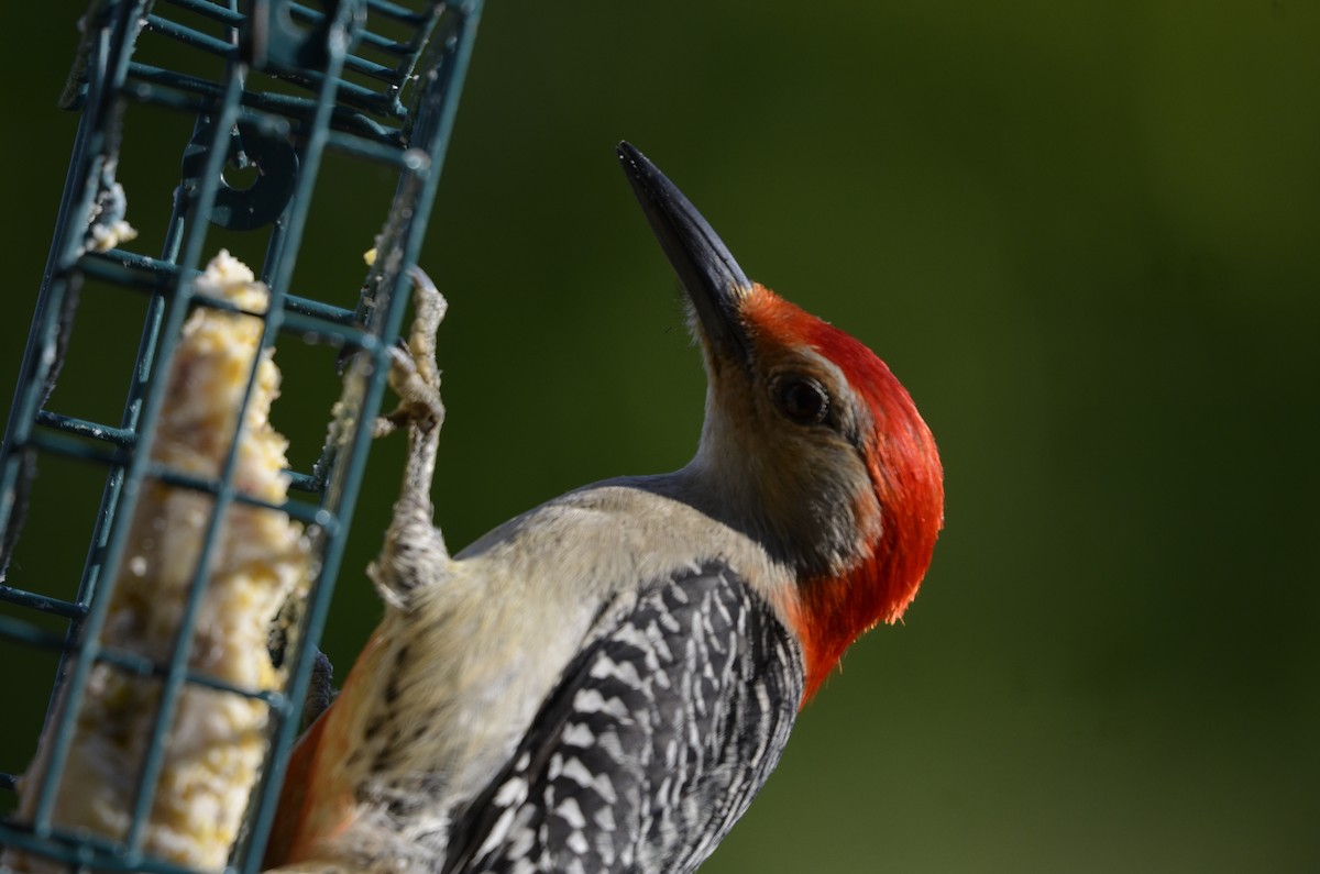 Red-bellied Woodpecker - ML615760506
