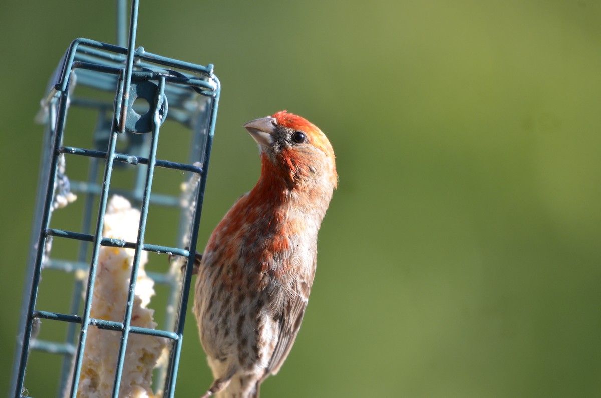 House Finch - ML615760523