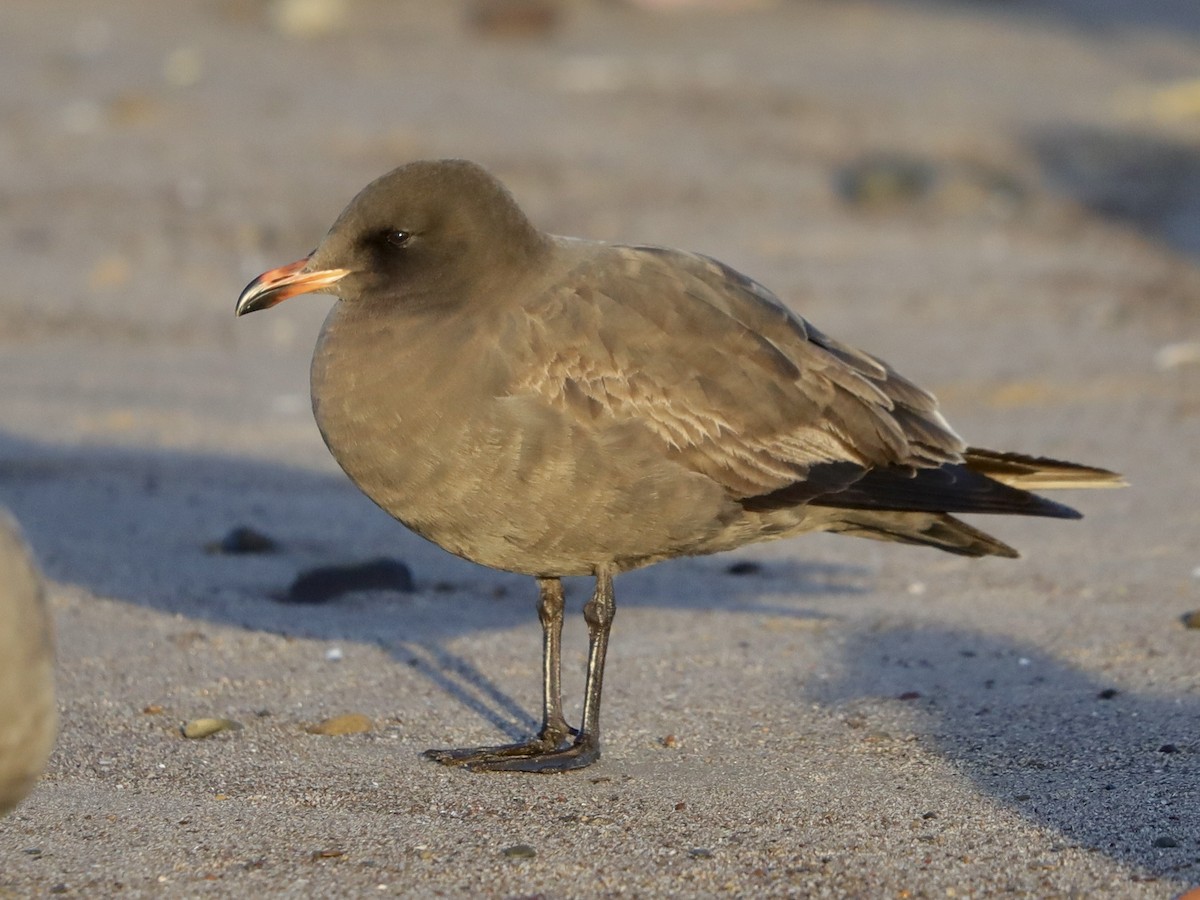 Heermann's Gull - David Wittrock