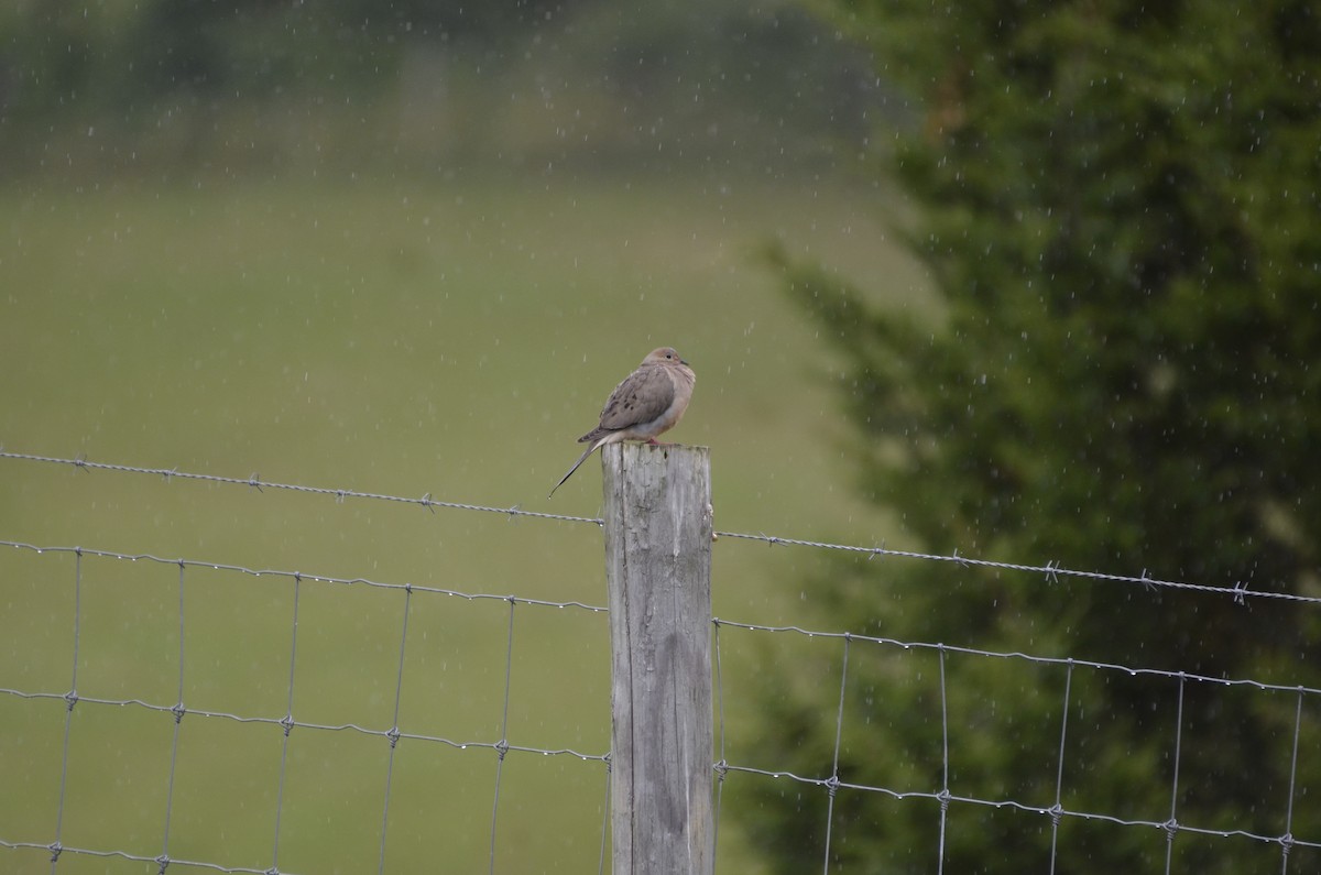 Mourning Dove - ML615760551