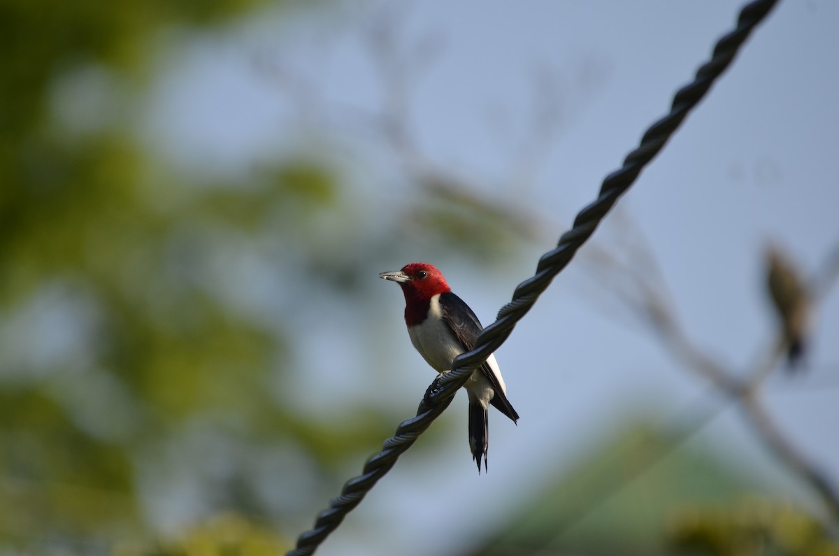 Red-headed Woodpecker - ML615760562