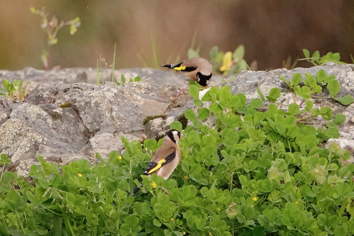 European Goldfinch - Vicente Lourenço