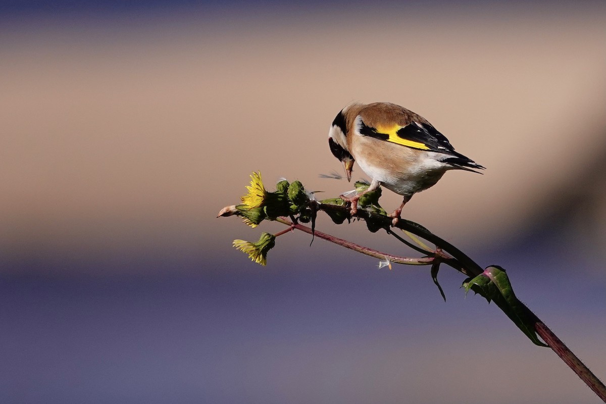 European Goldfinch - Vicente Lourenço