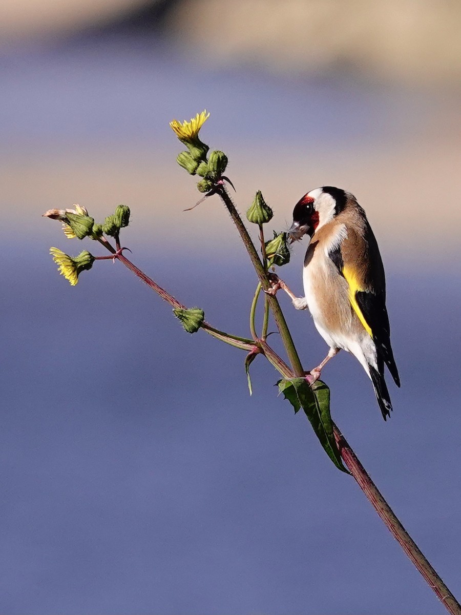 European Goldfinch - Vicente Lourenço