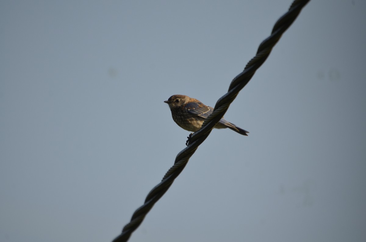 Eastern Bluebird - ML615760607