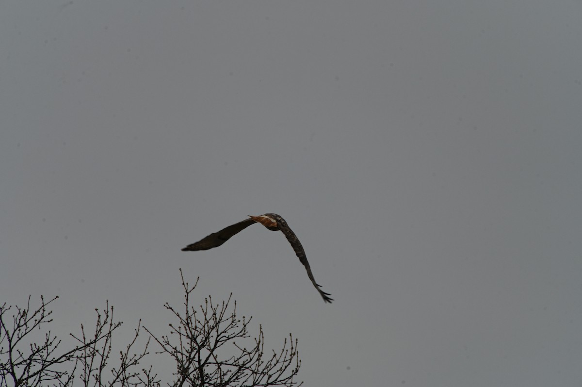 Red-tailed Hawk - ML615760619