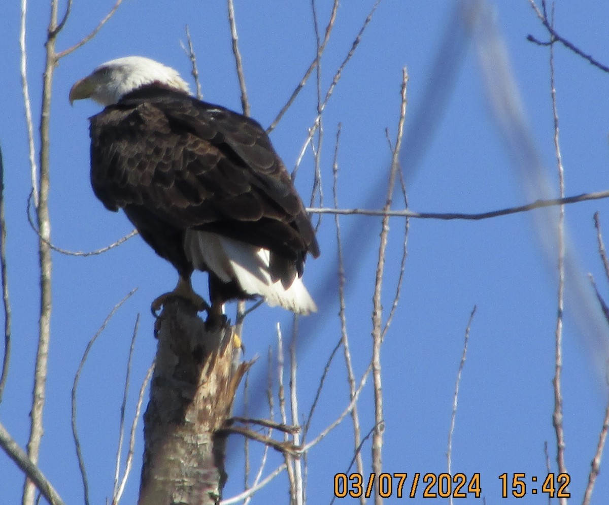 Bald Eagle - William Roth