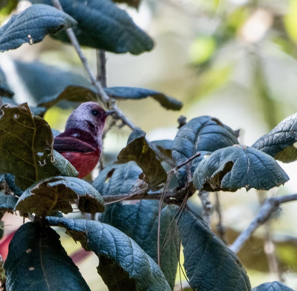 Pink-headed Warbler - ML615760734