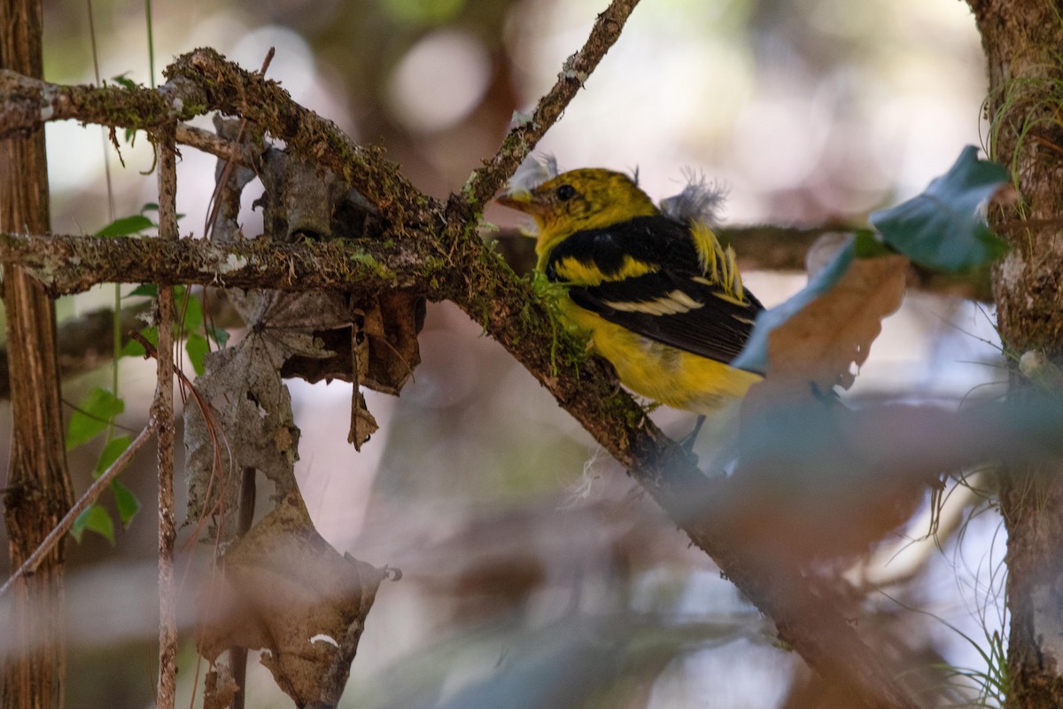 Western Tanager - ML615760746